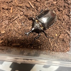 オキナワカブトムシ　幼虫の画像