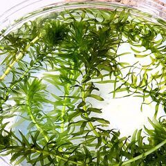 水草　アナカリス　金魚、メダカ等に　（２０ｃｍ前後）1本（10円）でのお取引（1本～20本くらいまで対応可要相談）の画像