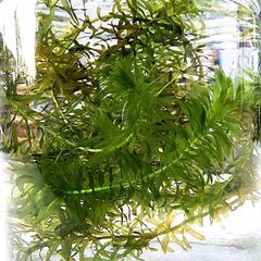 水草　アナカリス　金魚、メダカ等に　（２０ｃｍ前後）1本（10円）でのお取引（1本～20本くらいまで対応可要相談）の画像