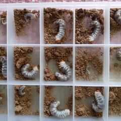 ツシマヒラタ幼虫の画像