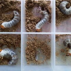 ツシマヒラタ幼虫の画像