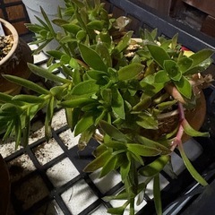 金のなる木　　多肉植物ミックスの画像