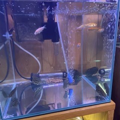 レオパードクテノポマ　水槽の画像