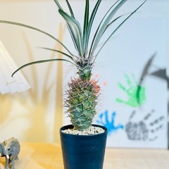 アフリカ原産パキポディウム！超個性的！ヘンテコな塊根植物！スクエア陶器鉢付きの画像