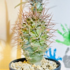 アフリカ原産パキポディウム！超個性的！ヘンテコな塊根植物！スクエア陶器鉢付きの画像