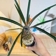 アフリカ原産パキポディウム！超個性的！ヘンテコな塊根植物！スクエア陶器鉢付きの画像