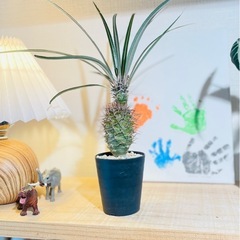 アフリカ原産パキポディウム！超個性的！ヘンテコな塊根植物！スクエア陶器鉢付きの画像