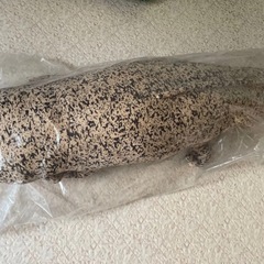 オオサンショウウオ　特大　ぬいぐるみ　未開封