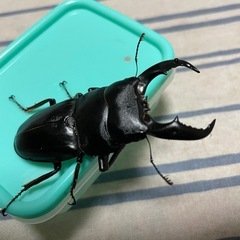 アマミヒラタクワガタ♂の画像