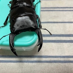 オオクワガタ能勢産YGペアの画像