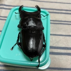オオクワガタ能勢産YGペアの画像