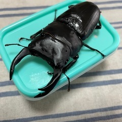 オオクワガタ能勢産YGペアの画像