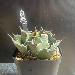 アガベ　プランツタグ　植物プレート
の画像