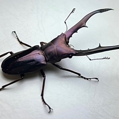 パープル系メタリフェルホソアカクワガタ　成虫ペア（欠品中）の画像