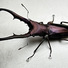 パープル系メタリフェルホソアカクワガタ　成虫ペア（欠品中）の画像