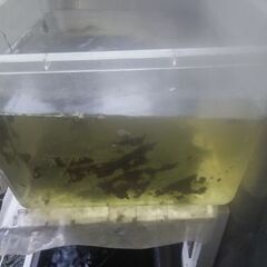ボトル入りタニシ(5匹)3ボトル追加品出ししました。の画像