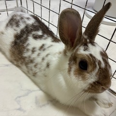 うさぎ　オス