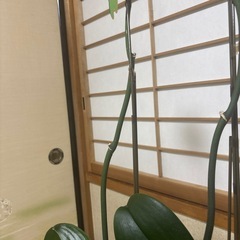 胡蝶蘭の花が落ちた後の株です。
の画像
