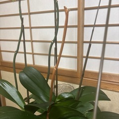 胡蝶蘭の花が落ちた後の株です。
の画像