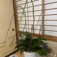 胡蝶蘭の花が落ちた後の株です。
の画像