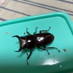 オオクワガタ♂2匹の画像