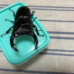 オオクワガタ♂2匹の画像