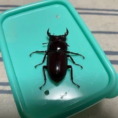 オオクワガタ♂2匹の画像