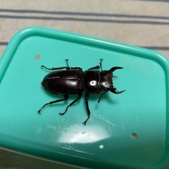 オオクワガタ♂2匹の画像