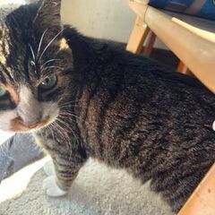 里親募集☆黒猫女の子、キジ白女の子です。 - 猫