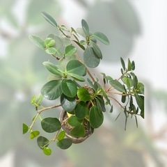 観葉植物　パンダガジュマル　ガジュマルの画像