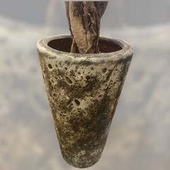 観葉植物　パンダガジュマル　ガジュマルの画像