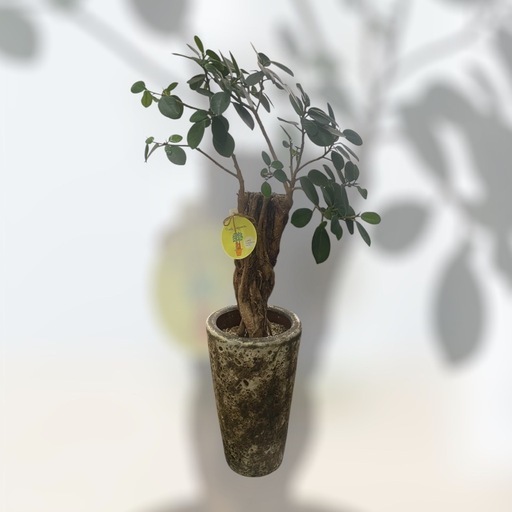 観葉植物　パンダガジュマル　ガジュマル