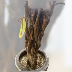 観葉植物　パンダガジュマル　ガジュマルの画像