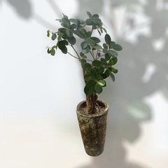 観葉植物　パンダガジュマル　ガジュマルの画像