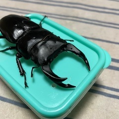 オオクワガタ能勢YGペア①の画像