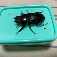 オオクワガタ能勢YGペア①の画像