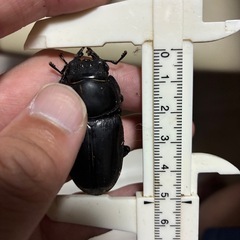 オオクワガタ 能勢YG 3令幼虫5匹　81mm×51mmの画像