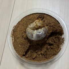 オオクワガタ 能勢YG 3令幼虫5匹　81mm×51mmの画像