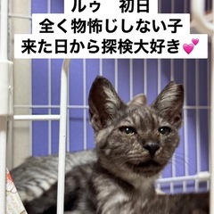 兄妹投稿　マイペースな女の子　ルぅ