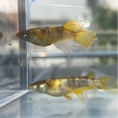 メダカ　金閣　稚魚　幼魚　無選別10匹の画像