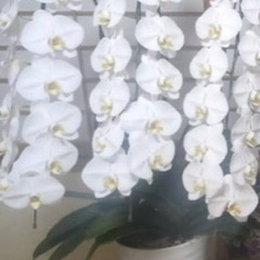 胡蝶蘭の花が落ちた後の株です。
の画像