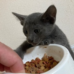 グレーの女の子 - 高知市