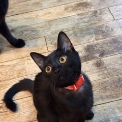 人馴れ愛嬌抜群❣️黒猫の女の子