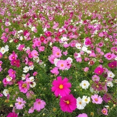 🌟メンタル通話メイングル メンバー大募集🌟