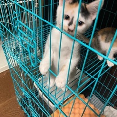 ミケ姉妹2姉妹！