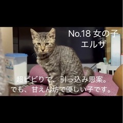 兄妹投稿　　ビビりで遊ぶの大好き　エルザ　女の子