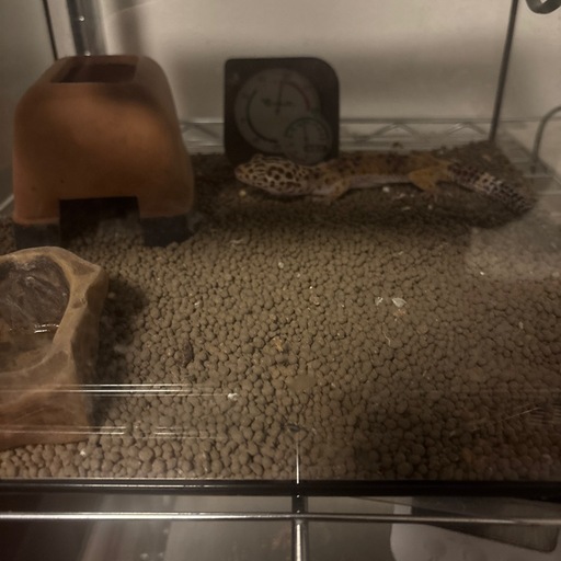 爬虫類
ケージ