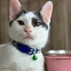 牛柄模様のおっとりさん