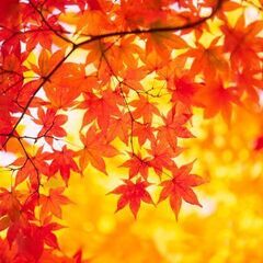 ご近所のお散歩友達募集の画像
