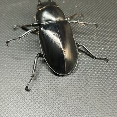ウエストウッディDV産　♀41㎜単品　【🔁リピ割10％】　の画像